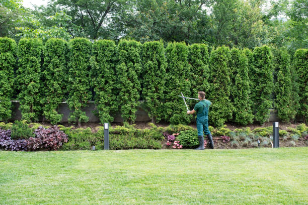 Lawn Pest Prevention in Clare, MI