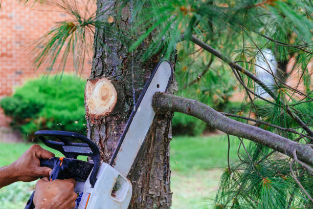 Why Choose Our Tree Removal Services in Clare, MI?